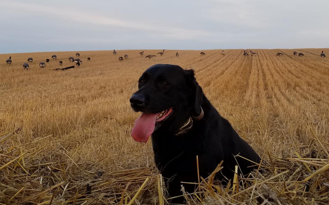duluthnews's tweet photo. Fungal disease ravaging Minnesota dogs at record pace this year https://t.co/3GBLTOW0kT https://t.co/kBNe6wca5w