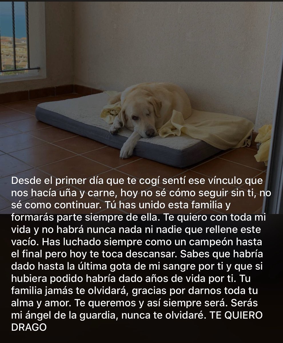 Lavincompae 🇪🇸 tweet media