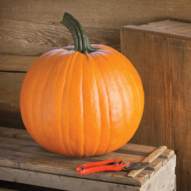 ArticleGroup's tweet photo. The spooky season is finally upon us, which means arguing about candy corn &amp; of course, carving pumpkins!

What’s a terrifying thing from your everyday life you'd write on a “painfully relatable jack-o-lantern”?

Write your answer on one of these pumpkins. Winner gets a trophy! https://t.co/vmQym8uygf