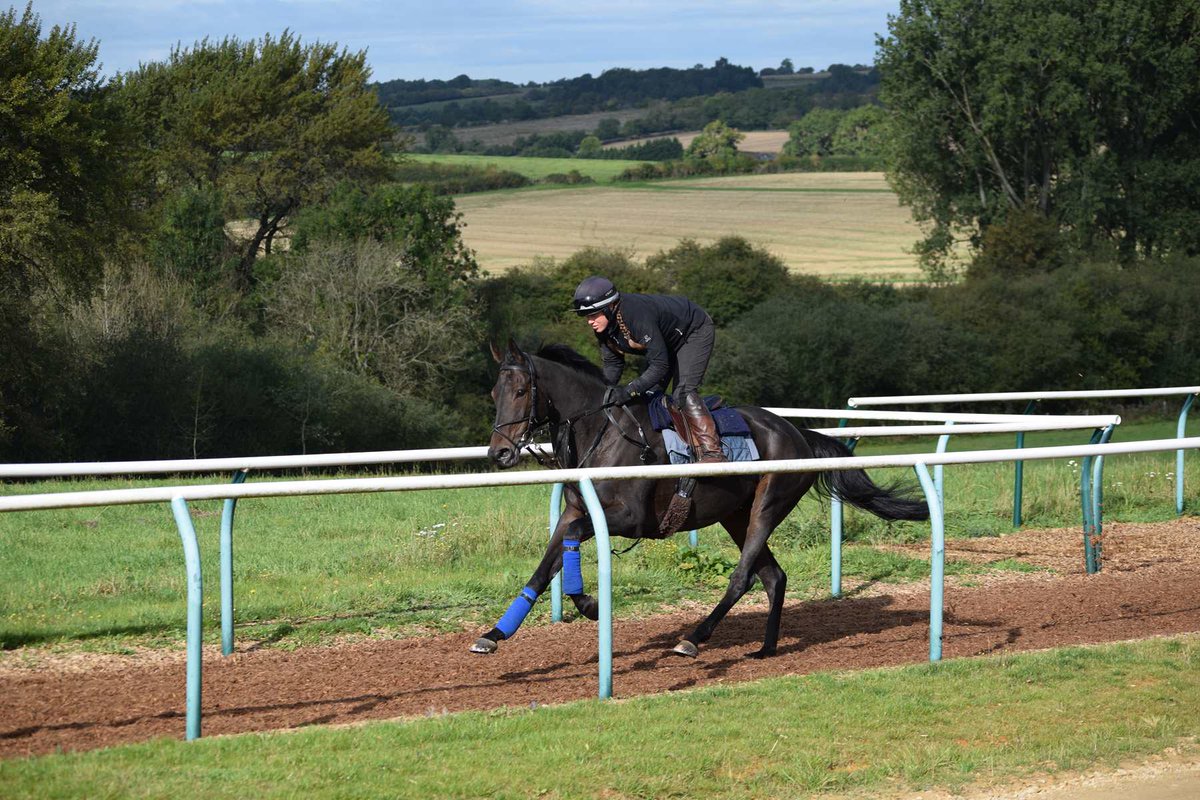 LongsdonClub's tweet photo. A Vos Gardes on the gallops this morning

For more info, email Georgina and Randy on racingclub@charlielongsdonracing.com 

#RacingClub #TeamLongsdon #AVosGardes #CLRC https://t.co/Bej3lnyJxf