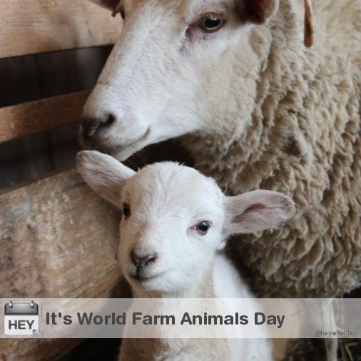 It's World Farm Animals Day! 
#WorldFarmAnimalsDay #FarmAnimalsDay #WorldDayForFarmedAnimals #WorldDayForFarmAnimals