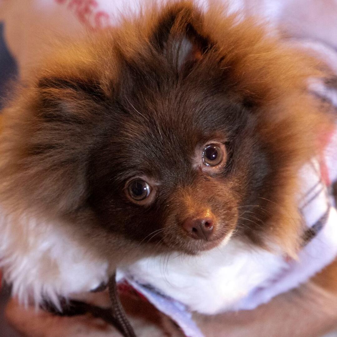 MillDogRescue's tweet photo. Bring your pets and families out for #LovePupFamilyFunFest on October 12th to benefit The LovePup Foundation. Come say hi to NMDR's team and enjoy food, music, adoptions, and of course, family fun! Check out the event link for more info:
https://t.co/x4MAOTeOuL
#LovePup #NMDR https://t.co/9jWyScLRBB