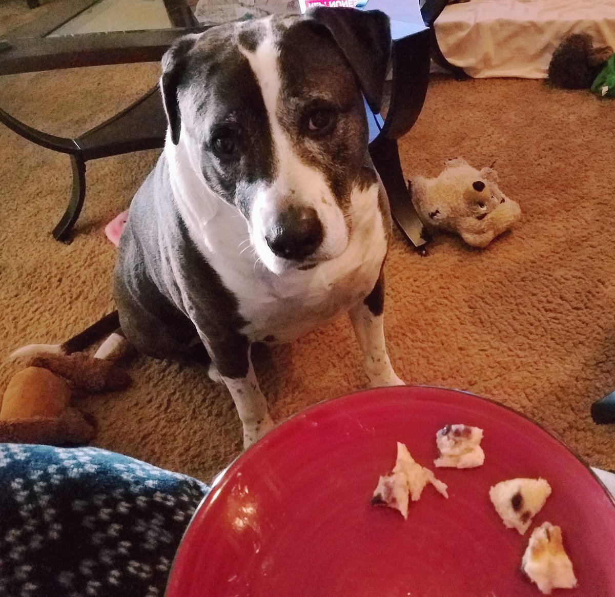 Tale3Pups's tweet photo. #PhotoChallengeOctober19

I love it when...

I get to share Mom's breakfast, and it's just the two of us! 😋

💙's,
Bear

#thetaleofthreepups #dogsoftwitter #breakfasttime #blueberrybagel #momandmetime https://t.co/lFjJyIlX9p