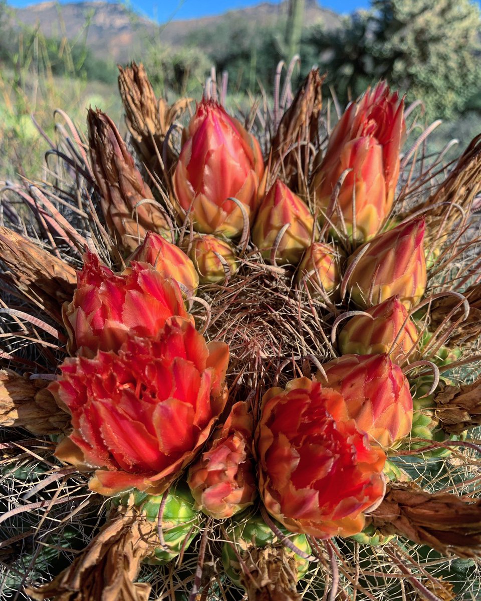 Happy #Humpday, #Tucson! High 80’s and sunny today. #Hiking this morning in @SabinoCanyonAZ checking out these brilliant desert beauties winding down their blooming season. Have a bright midweek in our high desert! #highdesertbeauty #cactusflowers
