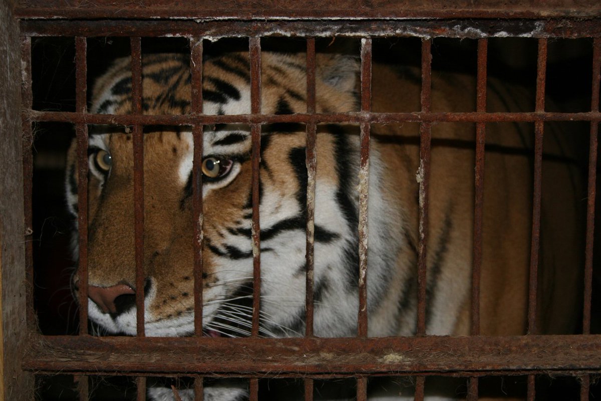 Cecil2016rally's tweet photo. I just told my lawmakers to support the Big Cat Public Safety Act (H.R.1380/S.2561)! Together we can end private ownership and cub petting, the biggest cause of #bigcatabuse! https://t.co/1z95rqYrQE to take action! #BigCatAct @BigCatRescue https://t.co/NU7DCB1bLh