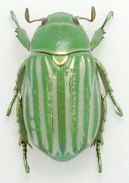 Chrysina gloriosa グロリオーサウグイスコガネ ラテン語で「光り輝く