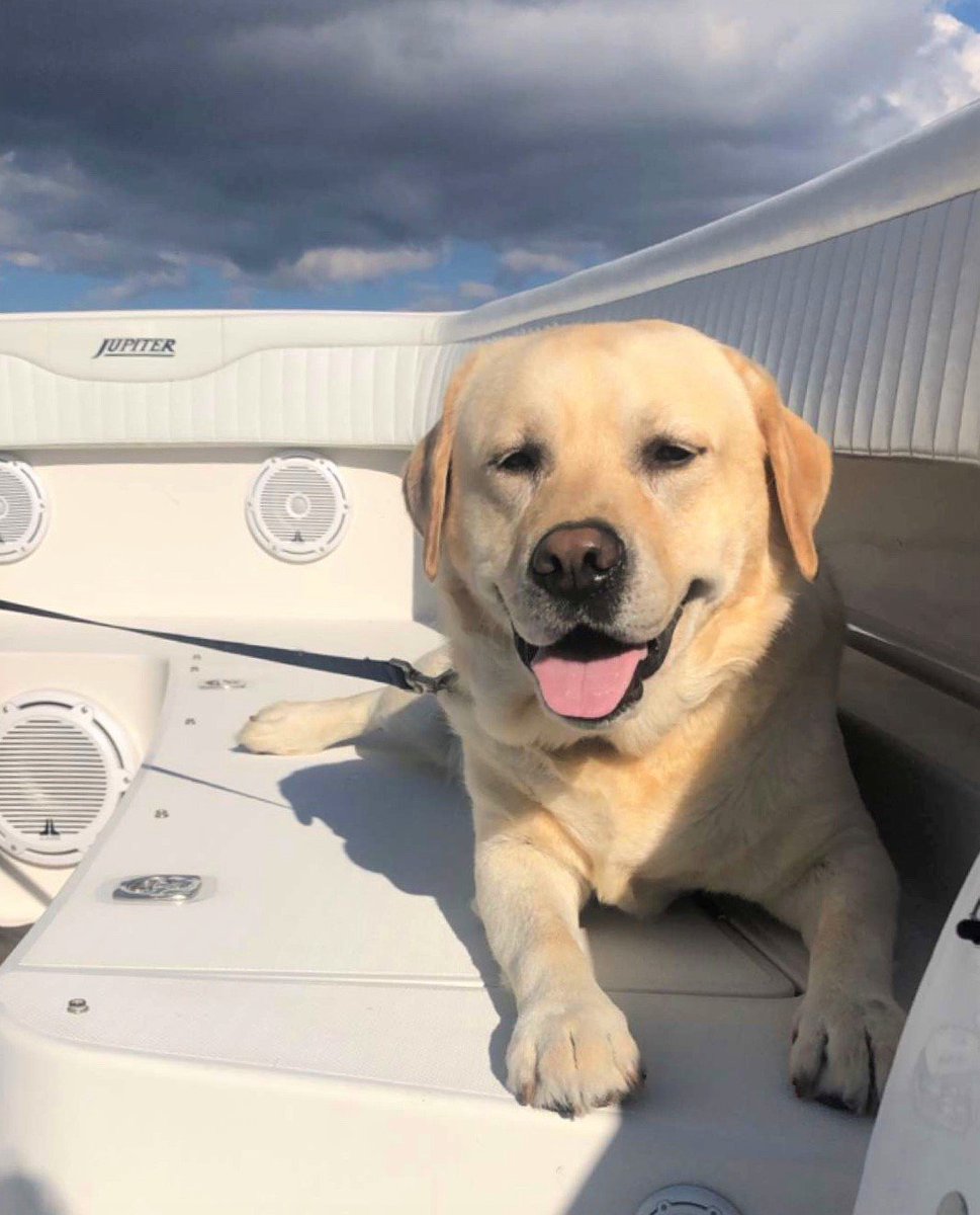 JupiterMarine's tweet photo. #WaterPupWednesday !! Willie is all SMILES while relaxing with his family on their #Jupiter38 ! Thank you Domenica for the ADORABLE picture!
.
.
If you have pictures of your #WaterPup on your Jupiter boat and want to be featured, DM us!
.
.
#Jupiter #Dogboat #Lifestyle https://t.co/H9SuNmVIBO