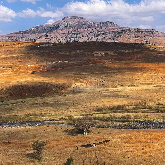vigraj_'s tweet photo. This place is called Hlalanathi, and there’s a river stream out there. Does it ring any bell? #drakensberg #hlalanathi #mountain #nature #herd #landscape #nathi #southafrica https://t.co/kF3qfpi0wD https://t.co/KxSsVYlZMt
