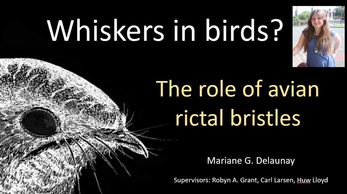 RobynAnneGrant's tweet photo. @AniMAS_lab Mariane is readying for the @MMU_CEB talk right now! I can't wait to hear all about rictal* bristles! *carefully check the spelling there! https://t.co/YbdHcHWdrl