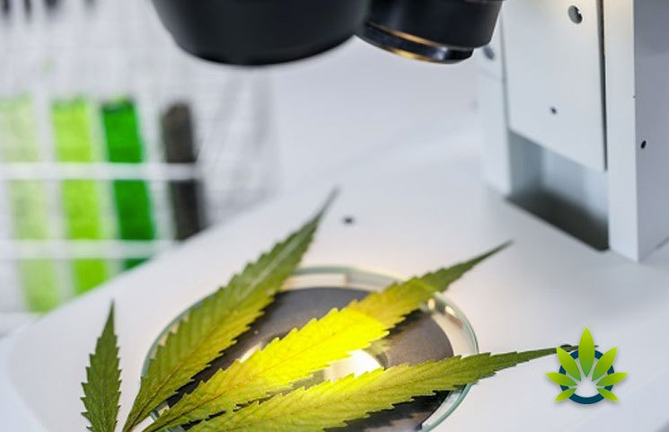 TimesofCBD's tweet image. Sante Laboratories Become the First #Hemp #CBDTesting Laboratory in Texas #FDA #HempIndustry timesofcbd.com/sante-laborato…