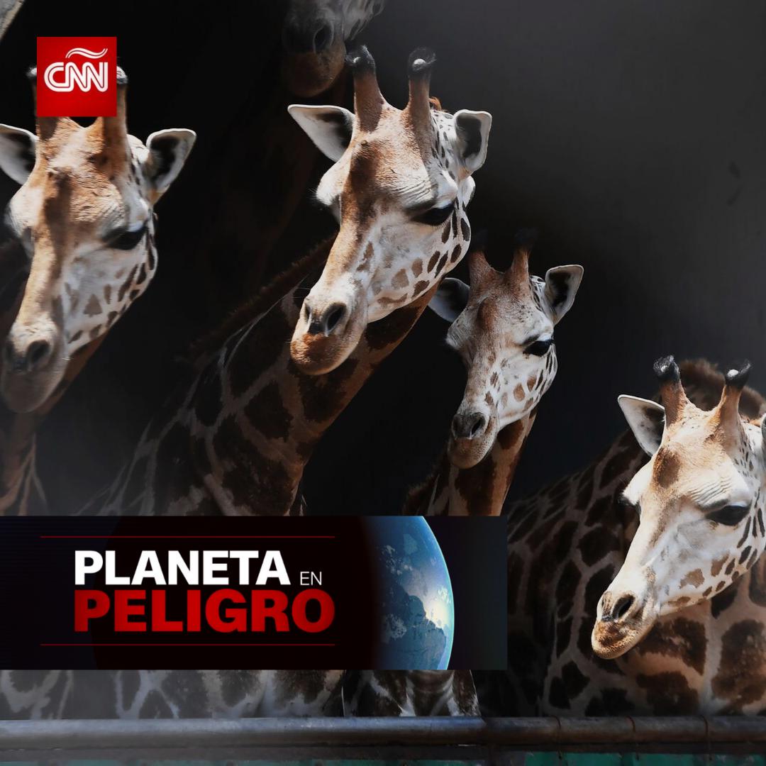 CNNEE's tweet photo. Este es el ranking de los 5 países con más animales en peligro de extinción, según la lista roja de la Unión Internacional para la Conservación de la Naturaleza. 
Un problema global: 5 países, 5 continentes y más de 4.500 animales. #PlanetaEnPeligro
📸 GettyImages https://t.co/S3MDWxiUcF