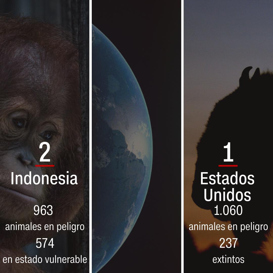 CNNEE's tweet photo. Este es el ranking de los 5 países con más animales en peligro de extinción, según la lista roja de la Unión Internacional para la Conservación de la Naturaleza. 
Un problema global: 5 países, 5 continentes y más de 4.500 animales. #PlanetaEnPeligro
📸 GettyImages https://t.co/S3MDWxiUcF