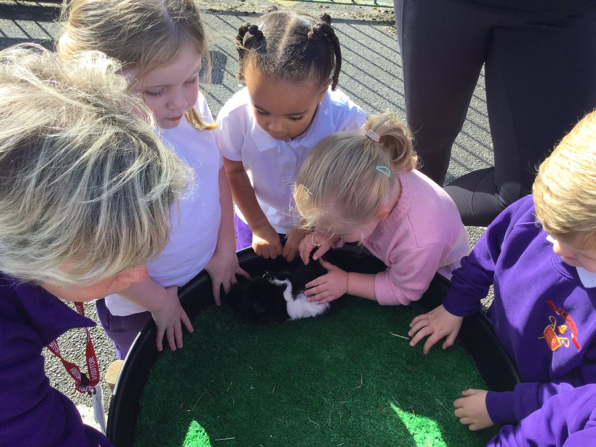SWOYThornton's tweet photo. Nursery and Reception classes have enjoyed a visit from Acorn Farm animals today!#acornfarm #farmanimals #swoy https://t.co/xcYZQLNoO7