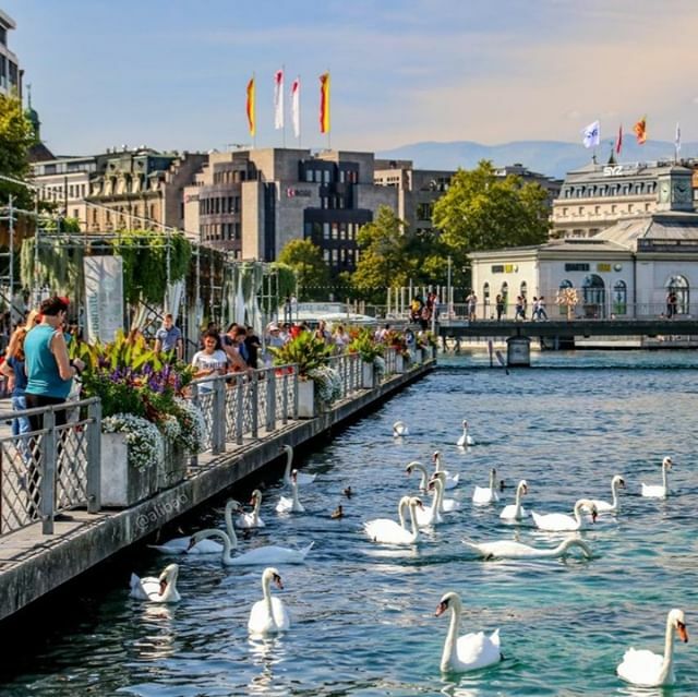 ⁠
⁠
The Swan is the animal of Geneva! The shores of the magnificent Jardin Anglais are the perfect place to observe them with a stunning view over the lake. <a href="/alibao/">Ali Bao</a> ✨⁠
⁠
⁠
⁠
⁠
#Summerstars #forbestravelguide #VisitGeneva #geneva #geneve #genf #ge… ift.tt/2nGQQP0