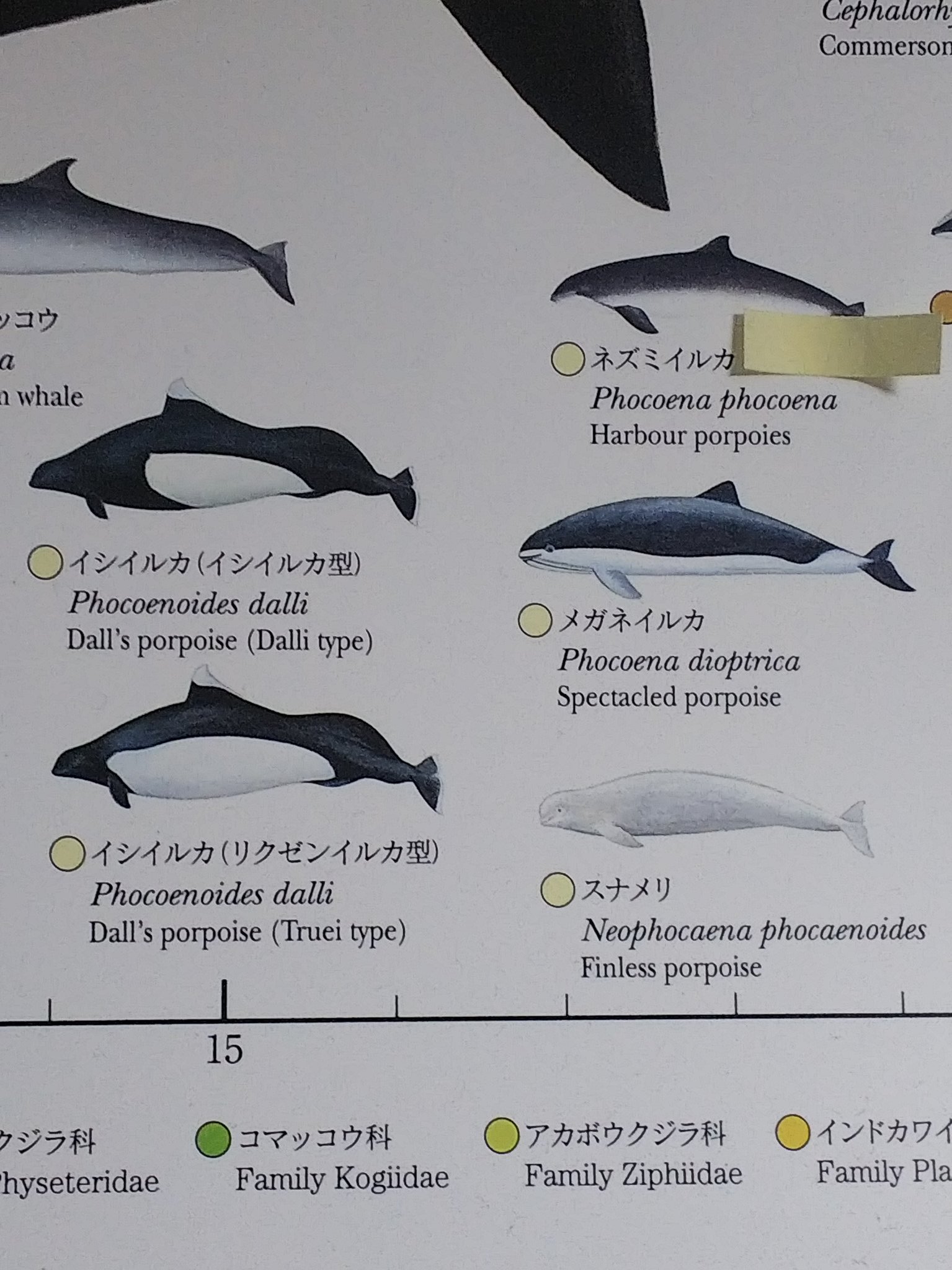 ばるぱんさー Saramint 1414 おお 羨ましい 日本近海でネズミイルカ科と言えばネズミイルカ スナメリ イシイルカ リクゼンイルカの四種 貴重な経験をしましたね 出会えた奇跡に感謝しましょう T Co Yr1gfz36qk Twitter