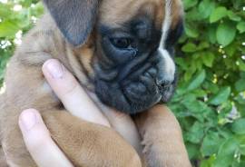 PetsClassifieds's tweet image. petsclassifiedads.com/pets/dogs/boxe…