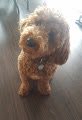 Suburban_K9's tweet photo. Quincy is a 9 month old Mini Goldendoodle who just started his One Year Program! We will be working through anxiety in social settings, obedience, and overall manners. Those little legs are so cute!

#SK9 #SuburbanK9 #OneYearProgram #IndianapolisDogTraining https://t.co/jIpXEV6tGQ