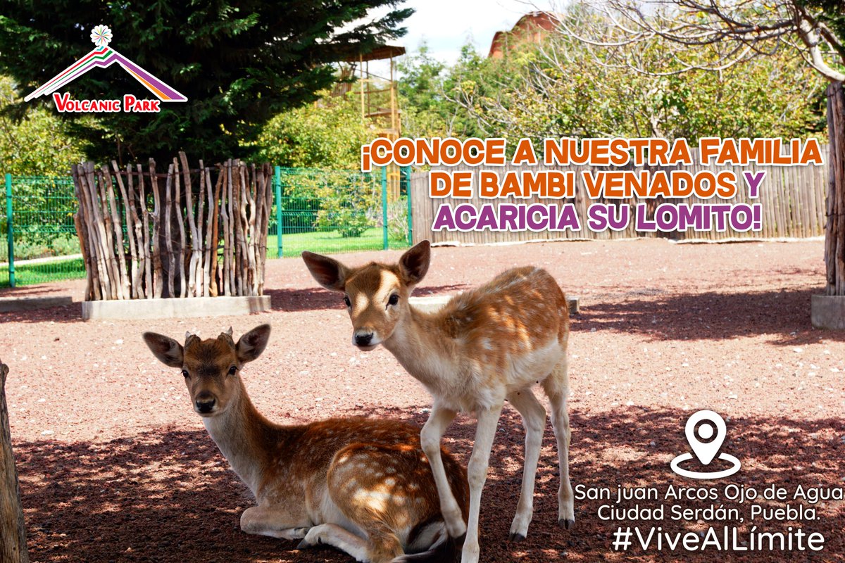 VolcanicPark_'s tweet photo. 🏔️Imagina poder darle de comer a más de 30 Bambi Venados al mismo tiempo.... ¡sin duda es una experiencia increíble!😍
Encuentra la máxima diversión en San Juan Arcos, Ojo de Agua #1, Cd. Serdán, Puebla, México.
Checa la ruta en maps!
https://t.co/jiC4AD4uwi

 #FelizMiercoles https://t.co/sFD6hsNXc6