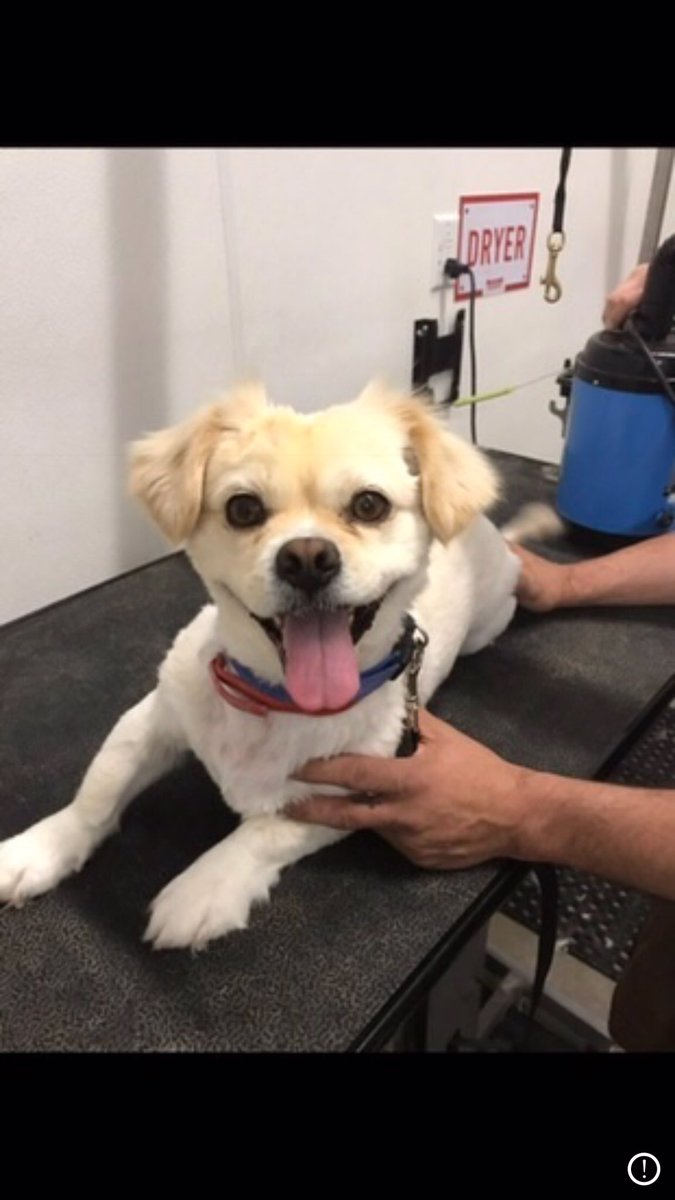 M_Armijo22's tweet photo. @shaycalvillo Meet Milo 🤪 https://t.co/8S1cBg2TRu