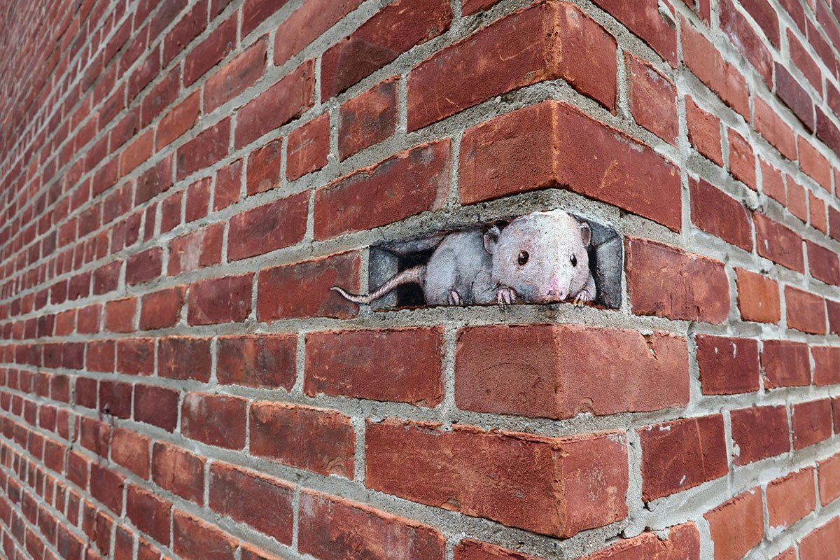 davidzinn_art's tweet photo. This building has seen better days. Luckily, Edith is a load-bearing possum. #streetart #sidewalkchalk #chalkart #urbanart #arteverywhere #possumseverywhere #notplaying #possum https://t.co/WhQRke0vtL