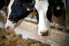 DairyCampus's tweet photo. Het programma met onderzoekers die deelnemen aan de open dag op 4 oktober op Dairy Campus is bijna compleet. Aandacht voor #beweiding #reductie uitstoot van #methaan en #ammoniak #huisvesting en #voeding. Check hier het programma en meld u snel aan. @wur https://t.co/LaBBXyitG5 https://t.co/YgXzkkzrXO