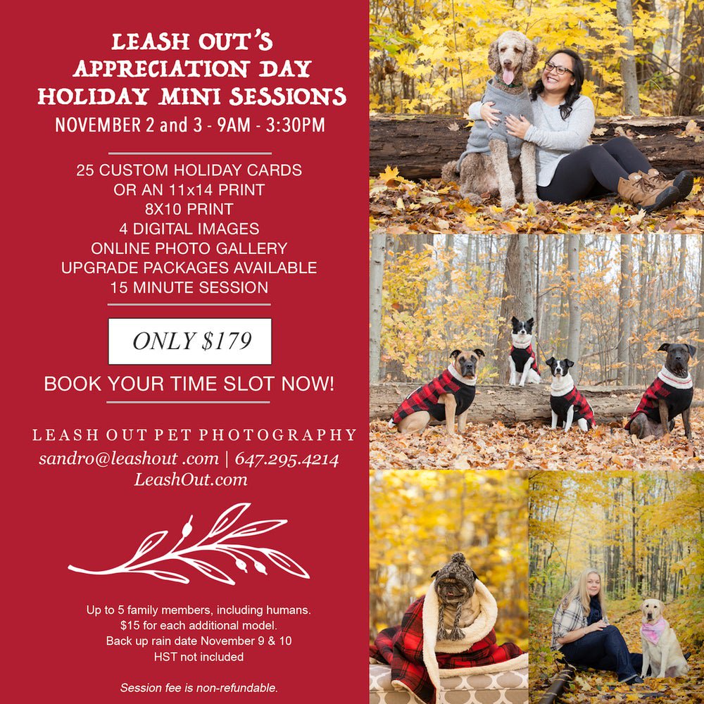 LeashOut's tweet image. Holiday Photos for your family and furkid! - mailchi.mp/ee917647c903/2…