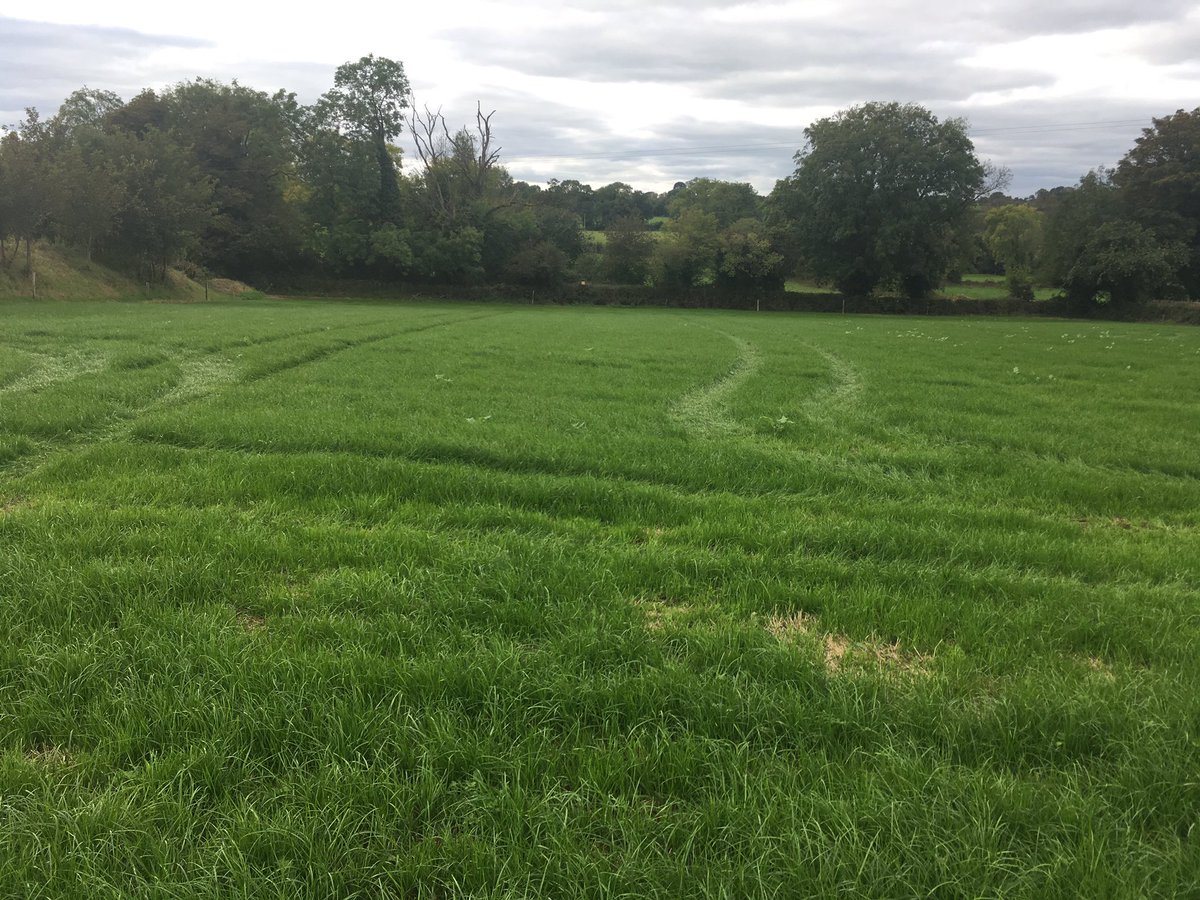 sprinkles785's tweet photo. 43days since drilled , perfect day for post emerg spray... should have moved sooner but conditions too wet or windy🙄... #abergain with clover  ☘️@dcampion244  @wearegerminal https://t.co/JcuorWOjXJ