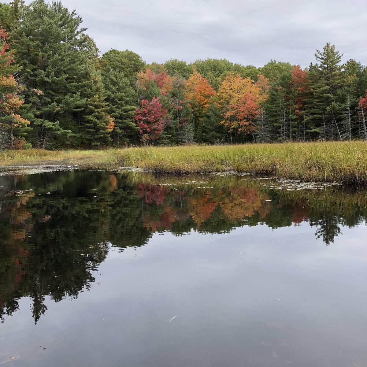 Monday on the Centennial Ridge Trail in Algonquin Park! <a href="/AlgonquinPark/">The Friends of Algonquin Park</a> <a href="/Algonquin_PP/">Algonquin Provincial Park</a> <a href="/OntarioParks/">Ontario Parks</a> <a href="/HikeOntario/">Hike Ontario</a> <a href="/TourismTrails/">Trails Tourism Ontario</a> <a href="/OntarioTravel/">Destination Ontario</a> <a href="/ontrails/">Ontario Trails</a> #algonquinpark #centennialridgetrail