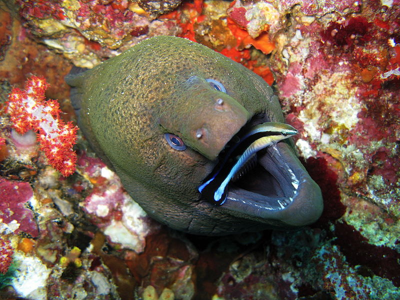 Giant moray eel being cleaned by a bluestreak cleaner wrasse. Photo by prilfish (https://www.flickr.com/photos/37707866@N00/2276154741)