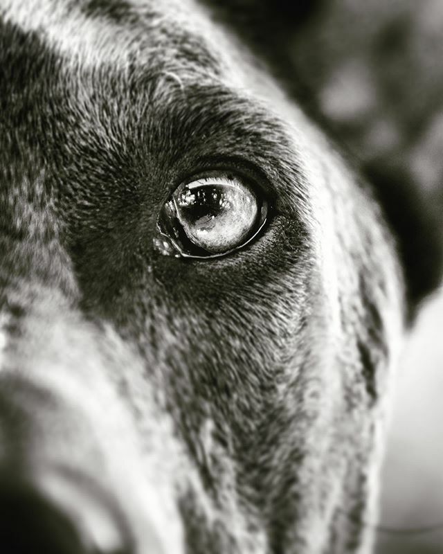 StevenRaute's tweet photo. So much focus. .
#Blackandwhite #Blackandwhitephotography #Blackandwhitephoto #Blackandwhiteonly #Bnw #Blackwhite #Blackwhitephoto #Photograph #Photographer #Blacknwhite #Blacknwhite_perfection #Instablackandwhite #bw  #portraitmood #aov #portraitphotogr… https://t.co/ncFH3wRTWI https://t.co/TYtX7xD2DM