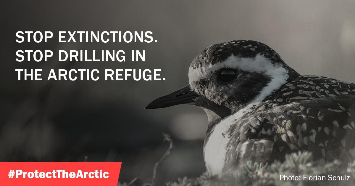 defendthearctic's tweet photo. Over 200 species of birds call the Arctic Refuge home. But the Trump administration’s own environmental report projects that 69 bird species will go extinct as a result of drilling. We need to #StopExtinctions and #ProtectTheArctic. https://t.co/UrWjuBGW7V
