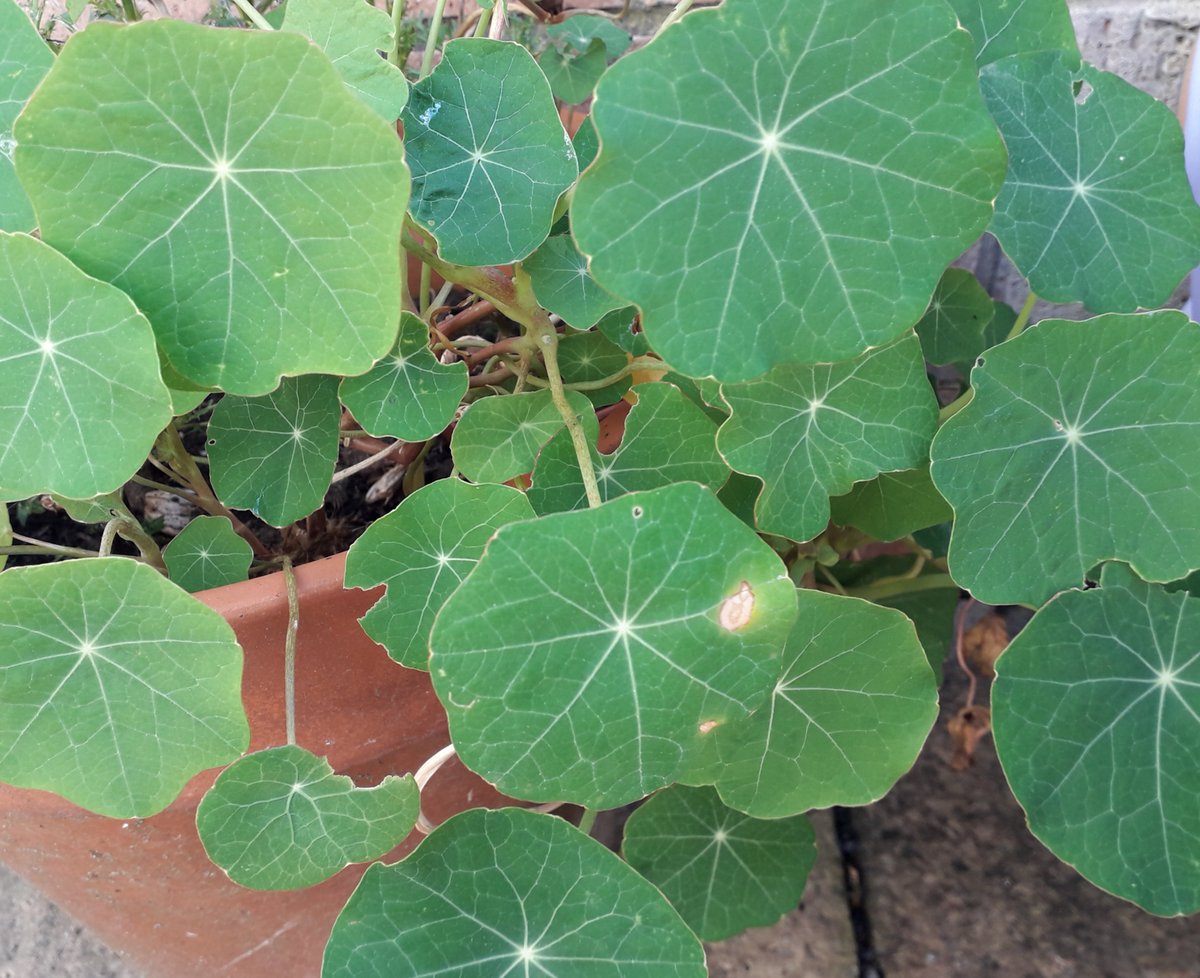 LisaPaterson77's tweet photo. Lucy P2 finding patterns in the garden - maths week! @GlenmanorPS https://t.co/LkOXQlRT8R