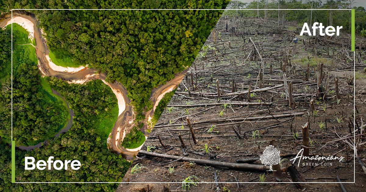 AmazoniansGC's tweet photo. Which side do you prefer? 🤔
For us the choice is clear ❤ If you are on our side join #AmazoniansGreenCoin and leave yours in the conservation of #AMAZONRAINFOREST

#amacoin #saveamazonia #savetheamazonia #amazonian #actforamazonia #todospelaamazonia #forest #conservation https://t.co/aCralUmRjh