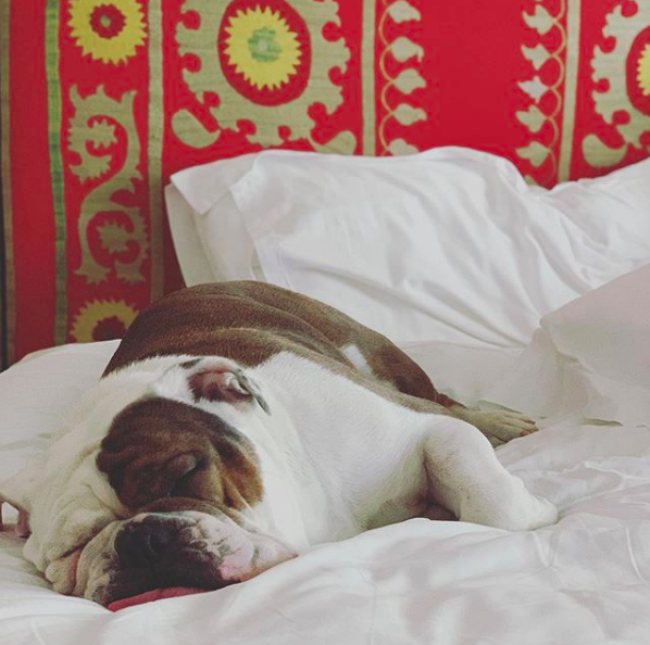 Treat your furry friend to a stay at our #petfriendly hotel 🐶♥️ [📷: itmegizzy] #dogs #vacation