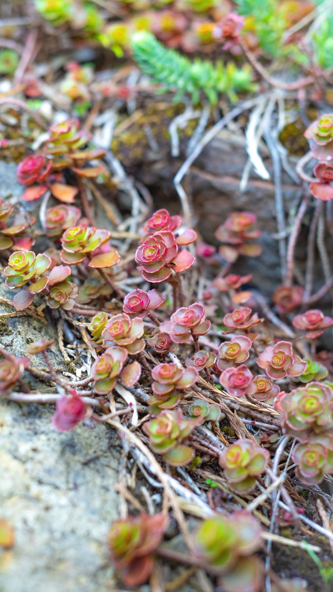 Succulent Studios This Week S Wallpaperwednesday Brought To You By A Little Dragon S Blood Garden Save The Image As Your New Wallpaper And Drop A Screenshot In The Comments Below Dragonsblood Succulent Studios This Week S Wallpaperwednesday Brought To You By A Little Dragon S Blood Garden Save The Image As Your New Wallpaper And Drop A Screenshot In The Comments Below Dragonsblood
