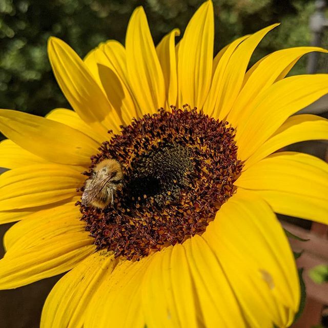 mathewpan24's tweet photo. Buzzy bee at work. https://t.co/KCppPEtLLN https://t.co/CYIbC7gUlD