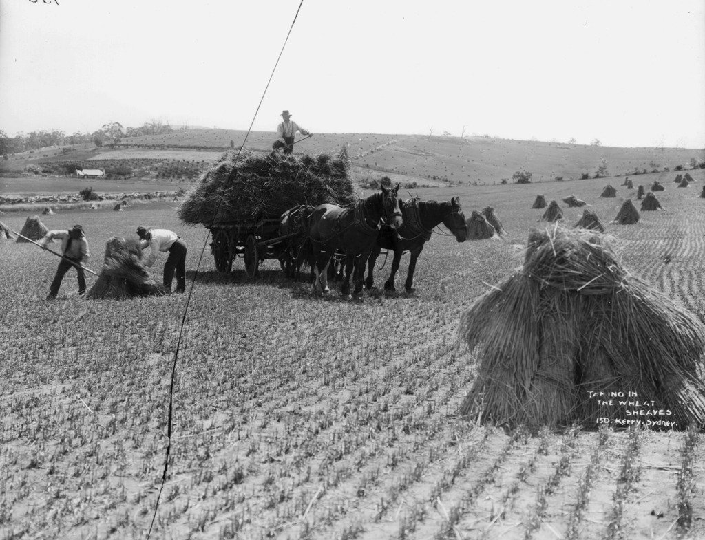 Taking in the wheat sheaves #newoldstock