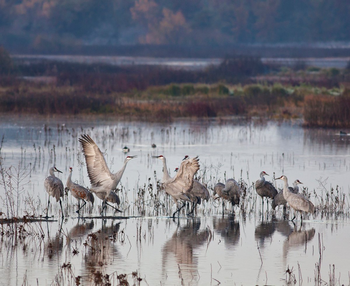 SeeYubaSutter's tweet photo. The #PacificFlyway ranks as one of the greatest migratory pathways in the entire world.๐พNowhere is this abundance of winged wildlife more accessible than right here in the #YubaSutterRegion!๐ฆ Find local birding trip ideas at https://t.co/2VwLU8X5GN https://t.co/4e3P3Ejy4C
