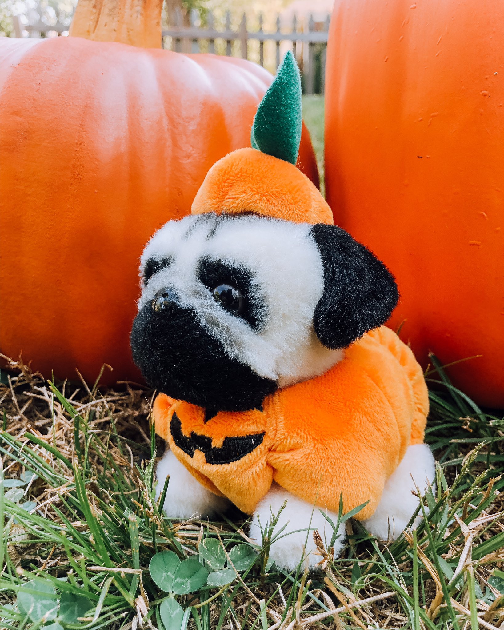 Doug The Pug on Twitter "Mini Pugkins, assemble! 🎃…