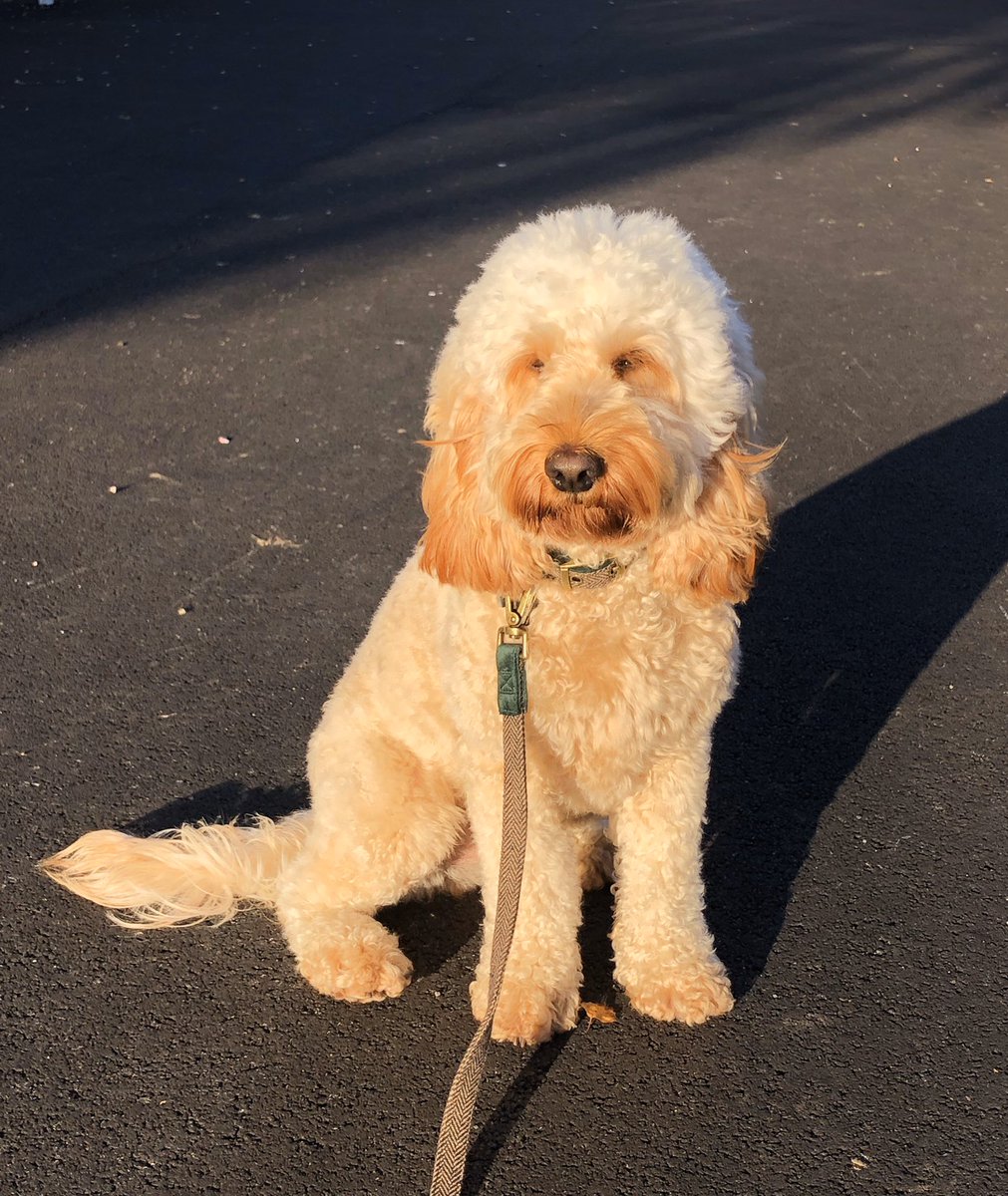 cockapoo therapy dog