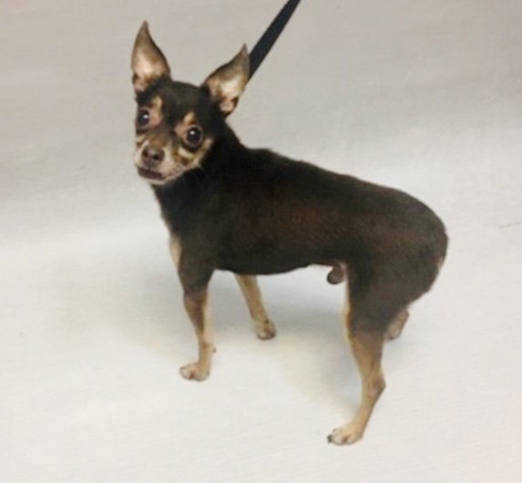 KeithOlbermann's tweet photo. PRINCE IS TOO ACTIVE. NO, SLEEPS ALL DAY. NO, AGGRESSIVE. NO, I DON’T WANT A DOG. LET’S KILL HIM THURSDAY. Adopted a month ago then dumped with these bullshit excuses. He’s 12 YEARS OLD. Rescue/F/A pledges for Prince #72568 via @TomJumboGrumbo PLEASE RT! https://t.co/mJv45VUDQt https://t.co/ZjW2H6wwi6
