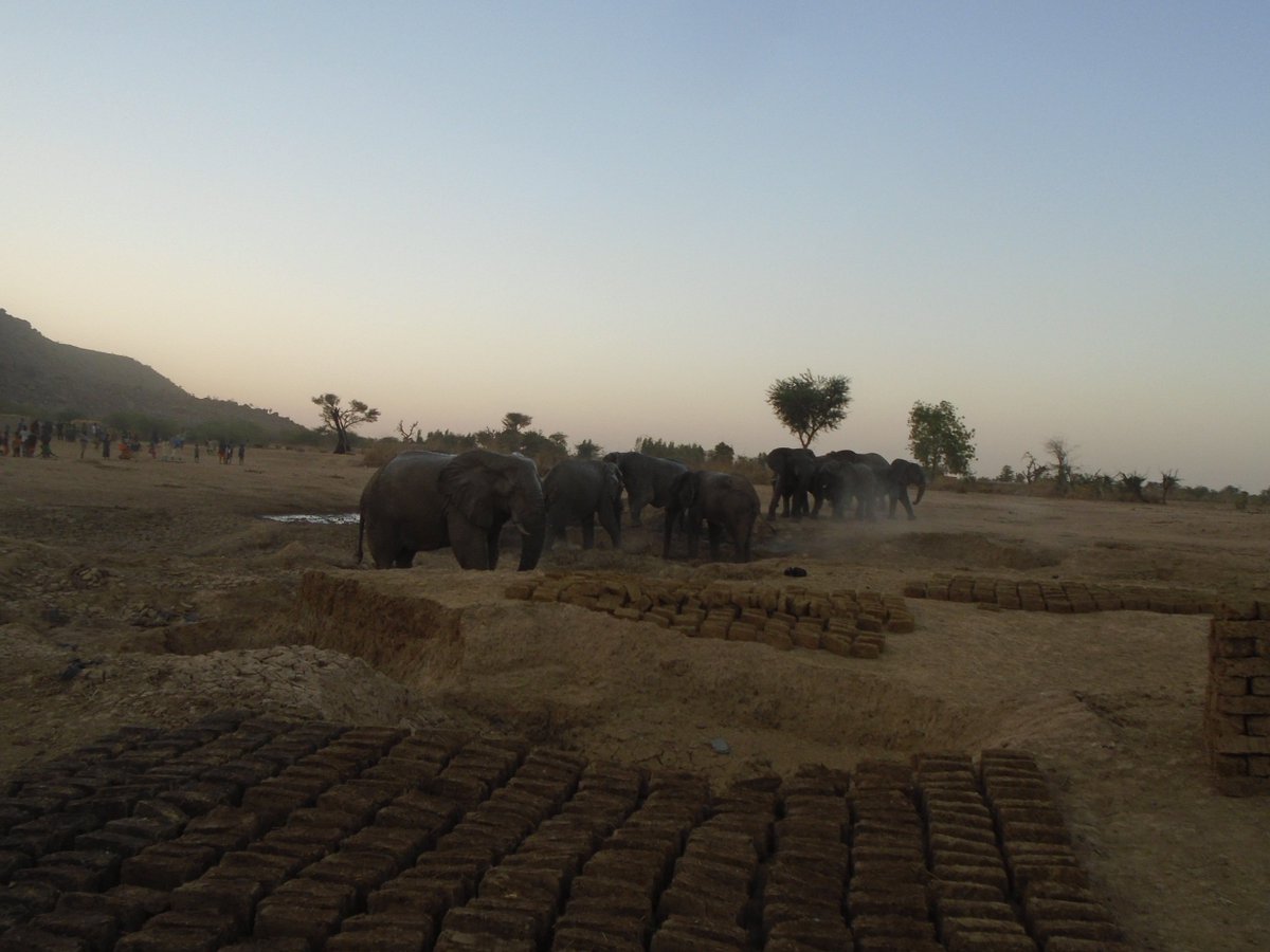 Here the #desert #elephants are standing alongside bricks made by the #communities we work with in #Mali.  These bricks are dried in the sun, and then used for building houses and walls.