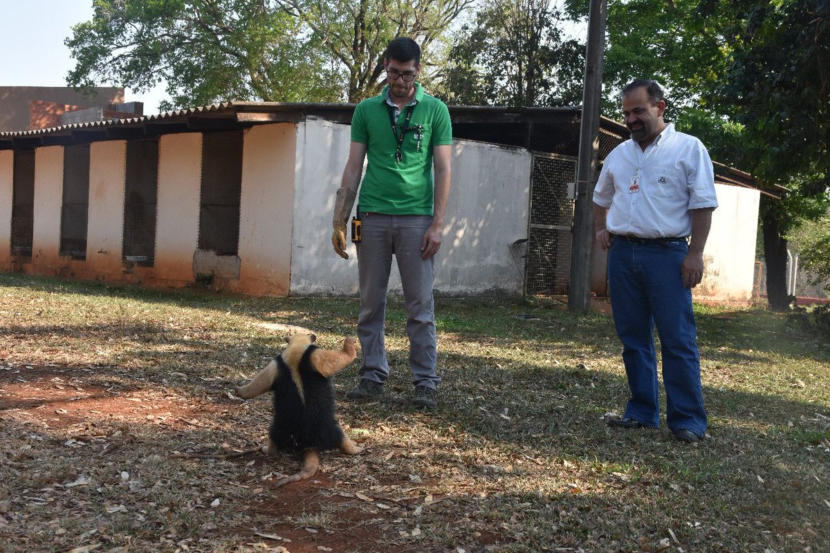 itaipuparaguay's tweet photo. El oso melero (Tamandua tetradactyla) rescatado en Minga Guazú se encuentra en óptimas condiciones de salud y muy pronto será devuelto a su hábitat natural, en una de las reservas de #ITAIPUBinacional, informaron veterinarios del #CIASI.
Leer más aquí https://t.co/lQvFiIATgy https://t.co/2ReqBCKhTe