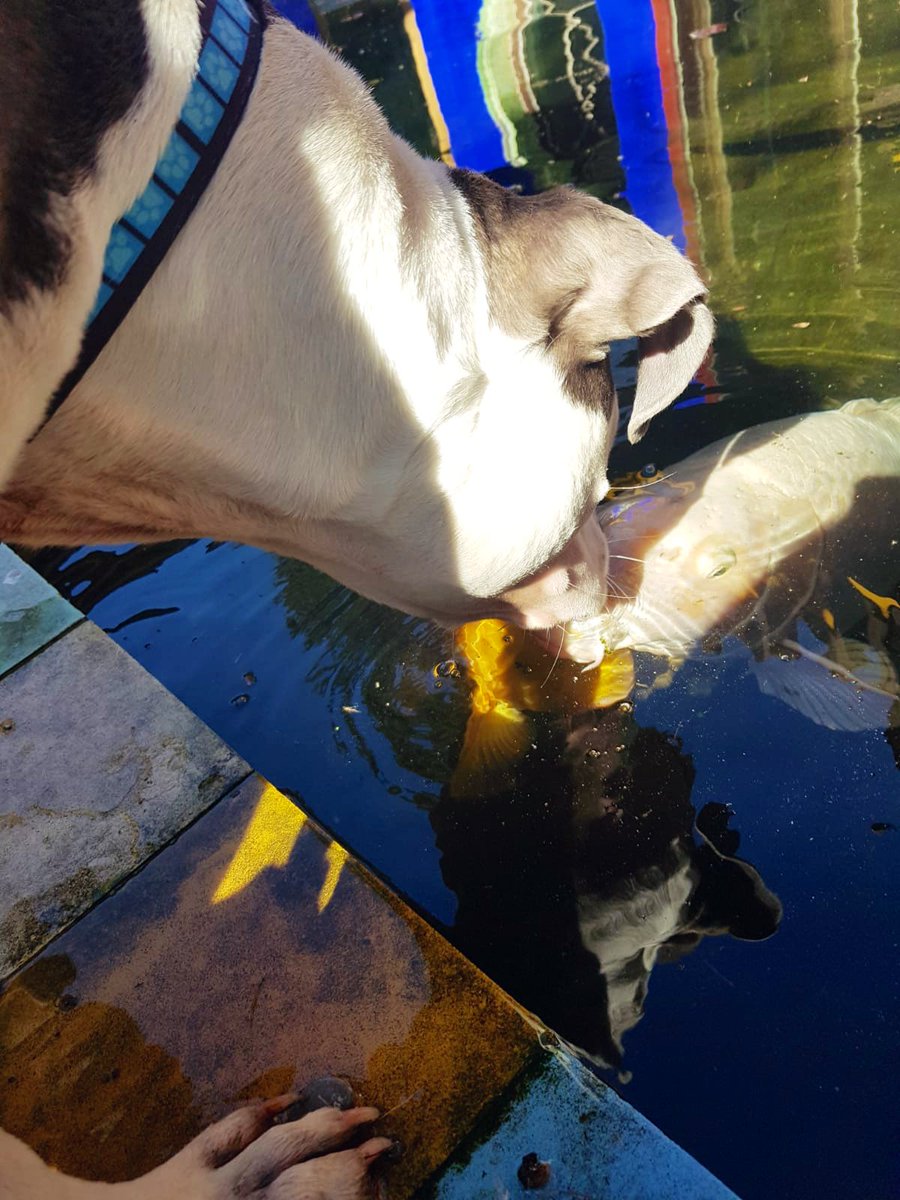 GeroldSchlegel's tweet photo. #GSchoue dr Hund der zum Kletteraffen wird. Mit Kraft und Geschwindigkeit geht vieles.
Auch Koi Küssen geht. https://t.co/IhL3V5AGX7