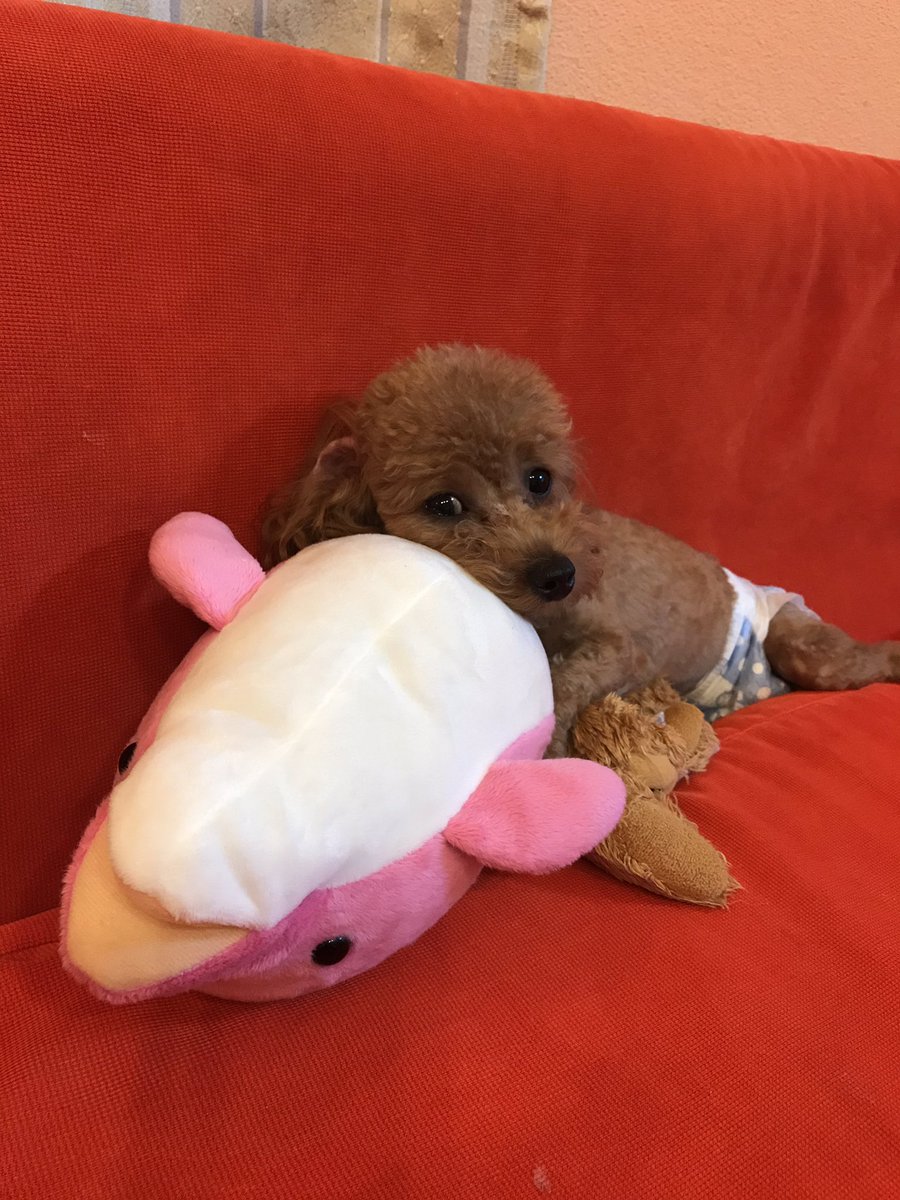 トイプードル可愛い