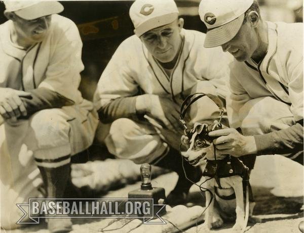 HofDigital's tweet photo. @PittArchives We are pretty partial to this one of Cincy, the mascot for the Reds. #AskanArchivist https://t.co/0VmvWx4Pfb