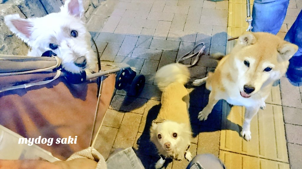 75japan_neko's tweet photo. mydog＆friend https://t.co/YnUSCq3Ei3