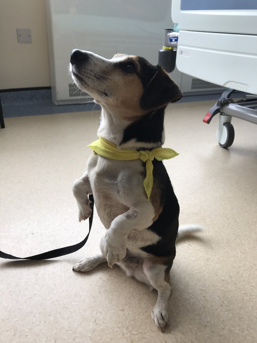 Rachel86302122's tweet photo. Our lovely therapy dog Trevor visiting our ward bringing happiness to patients and staff 😊 https://t.co/qBiN4eMBVc