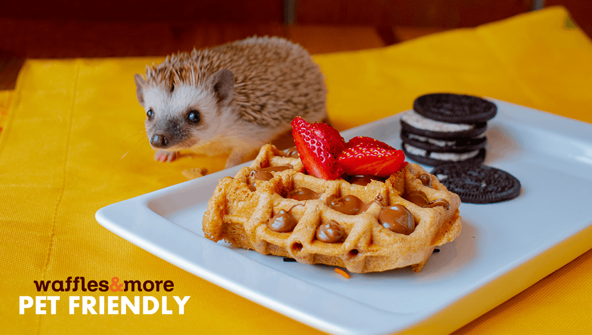 WandM_Mexico's tweet photo. No importa el tamaño de tu mejor amigo, en #WafflesAndMore siempre será bienvenido. #PetFriendly https://t.co/8Bslq2AzcT