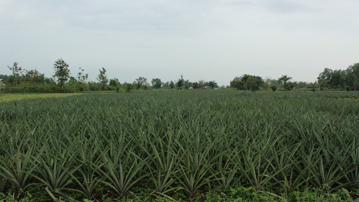 Engaging #pineapple #smallholder farmers in #Benin in appraising #drone-tech based advisory services. This is what  happened yesterday during a field visit organised by <a href="/GBPartners_bj/">Global Partners</a> | #digitalisation in #agriculture #drones #DigitalTransformation | <a href="/CTAflash/">CTA</a> @europeaid support
